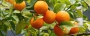  Poor orange availability cuts juice processing - the leading market briefing for the international food trade
