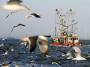 Kampf gegen Überfischung: EU-Staaten einigen sich auf Fischereireform - Wirtschaft - Tagesspiegel