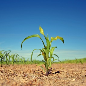 Junge Maispflanzen auf einer Ackerfläche (Symbolbild).