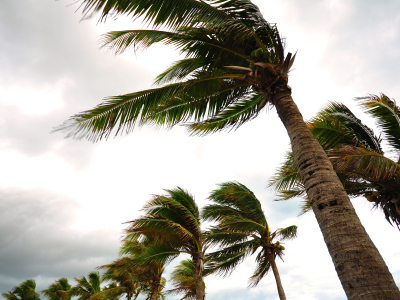 Palmen während eines Sturms (Symbolbild).