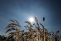 US-Bauer klagt Monsanto wegen Preisverfalls - Agrarwirtschaft - derStandard.at › Wirtschaft